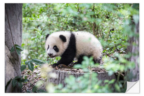 Naklejka na ścianę Panda cub