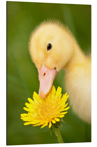 Quadro em alumínio Duckling with dandelion