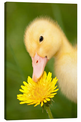 Canvas-taulu Duckling with dandelion