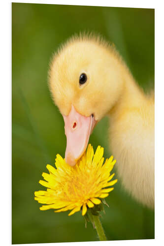 PVC-tavla Duckling with dandelion