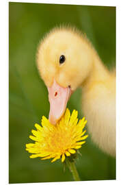 Foam board print Duckling with dandelion