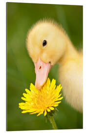 Gallery print Duckling with dandelion