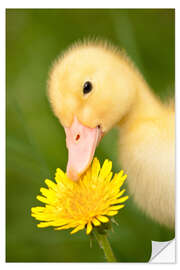 Selvklebende plakat Duckling with dandelion