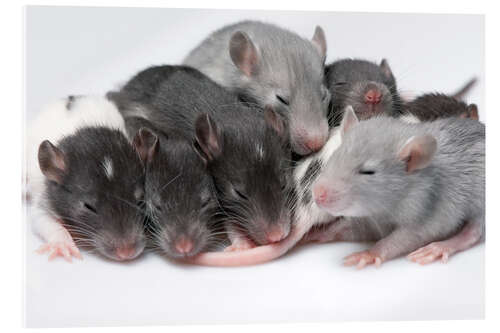 Akryylilasitaulu cute baby rats resting