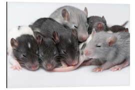 Aluminium print cute baby rats resting