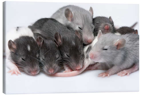 Quadro em tela cute baby rats resting