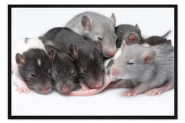 Gerahmter Kunstdruck Niedliche Baby-Ratten
