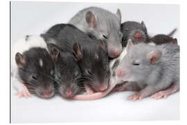 Gallery print cute baby rats resting