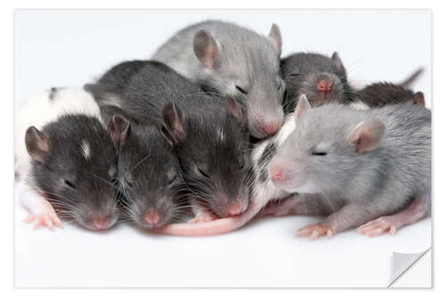 Wall sticker cute baby rats resting