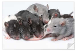 Vinilo para la pared cute baby rats resting