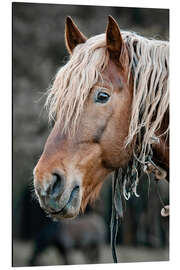 Aluminium print A beautiful horse in the countryside