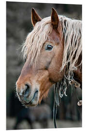 Foam board print A beautiful horse in the countryside