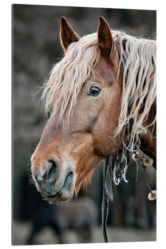 Galleritryk A beautiful horse in the countryside