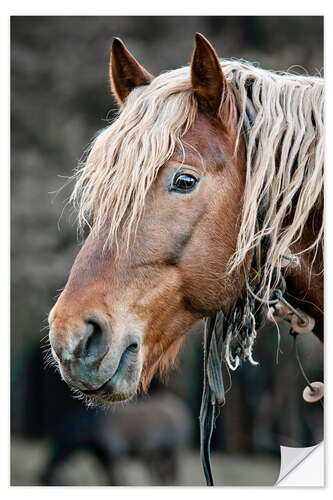 Vinilo para la pared A beautiful horse in the countryside