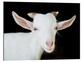 Aluminiumsbilde White goat