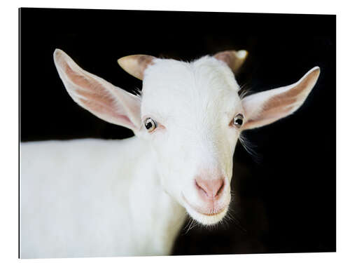 Gallery print White goat