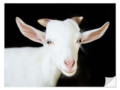 Sisustustarra White goat