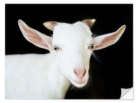 Muursticker White goat