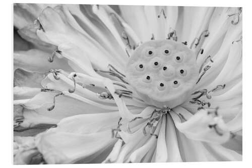 Foam board print lotus flower