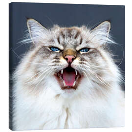 Canvas print Meow