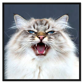 Gerahmter Kunstdruck Miau