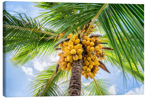 Tableau sur toile Coconut trees with coconuts