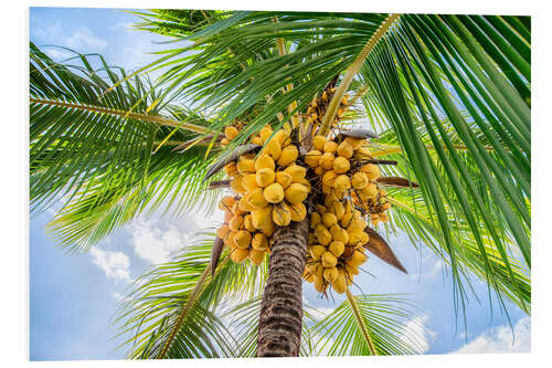 Foam board print Coconut trees with coconuts