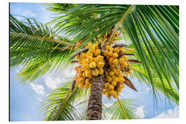 Magnettafel Kokospalme mit Kokosnüssen