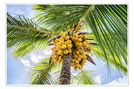 Poster Kokospalme mit Kokosnüssen