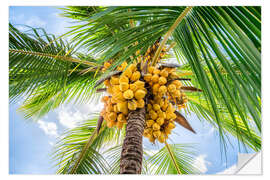 Selvklebende plakat Coconut trees with coconuts