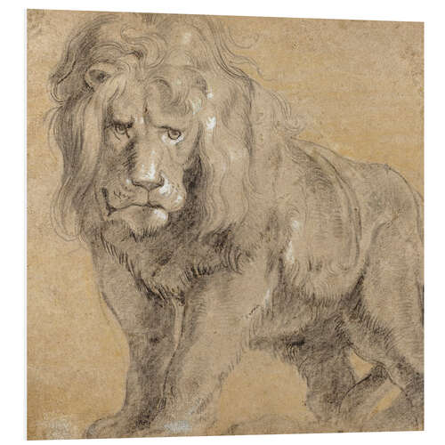 Foam board print Study of a lion