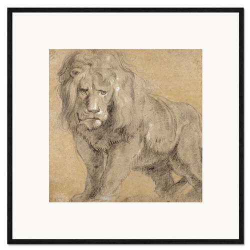 Framed art print Study of a lion
