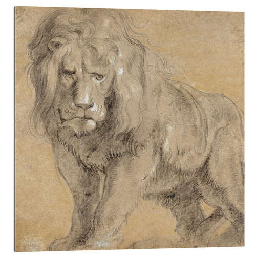 Galleriataulu Study of a lion