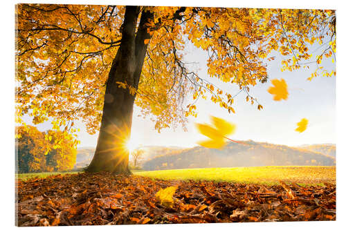 Acrylic print Golden October in warm sunlight