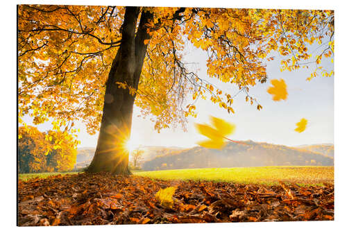 Aluminium print Golden October in warm sunlight