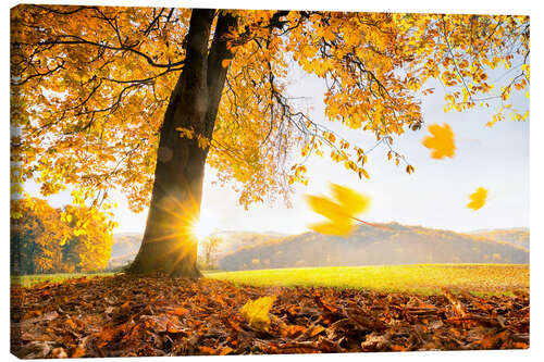 Lienzo Golden October in warm sunlight