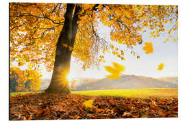 Magnettafel Goldener Oktober im warmen Sonnenlicht