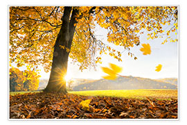 Poster Golden October in warm sunlight
