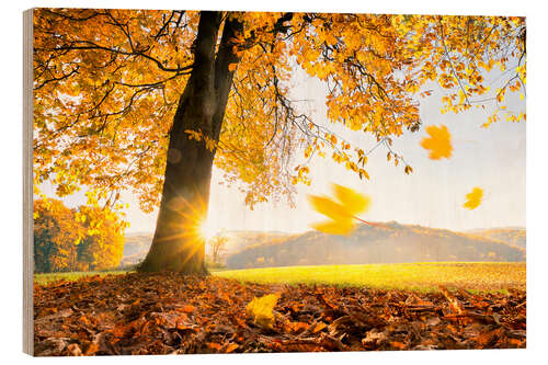 Cuadro de madera Golden October in warm sunlight