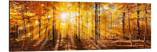 Alubild Herbstliches Wald Panorama im Sonnenlicht