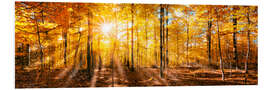 Foam board print Autumnal forest panorama in sunlight