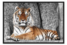 Gerahmter Kunstdruck Tiger