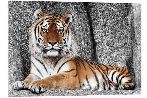 Gallery print tiger