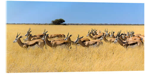 Cuadro de metacrilato Springbok herd