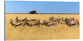 Aluminium print Springbok herd