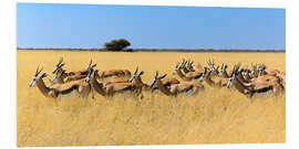 Foam board print Springbok herd