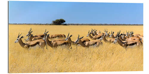 Gallery print Springbok herd