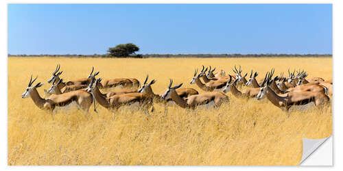 Autocolante decorativo Springbok herd