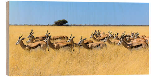 Wood print Springbok herd