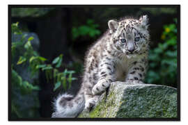 Gerahmter Kunstdruck Schneeleopard